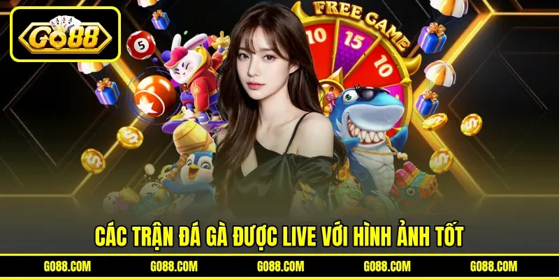 Các trận đá gà được live với hình ảnh tốt Các trận đá gà được live với hình ảnh tốt